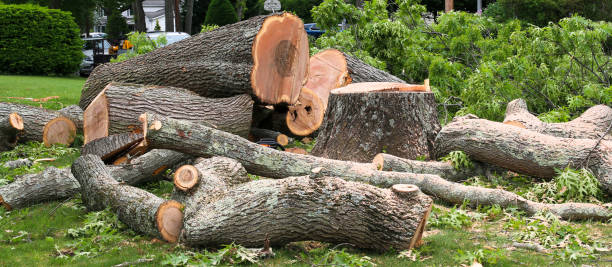 Best Leaf Removal  in St George, SC