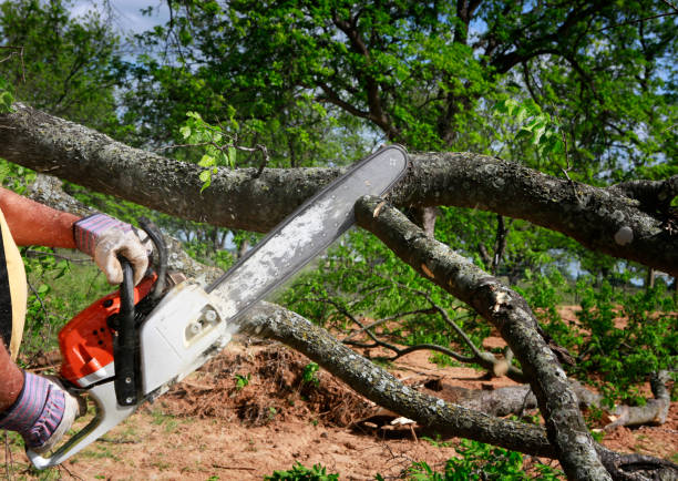 Best Tree Disease Treatment  in St George, SC